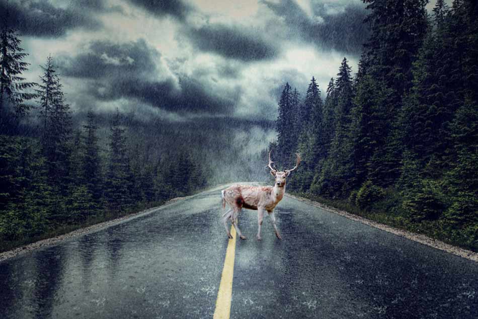 Deer in the middle of the road