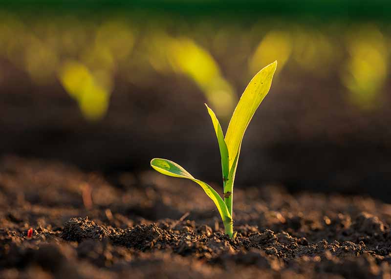 Farming and Agriculture