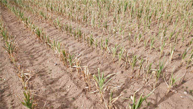 Drought