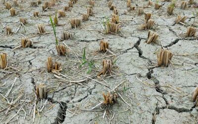 The Stresses of Drought