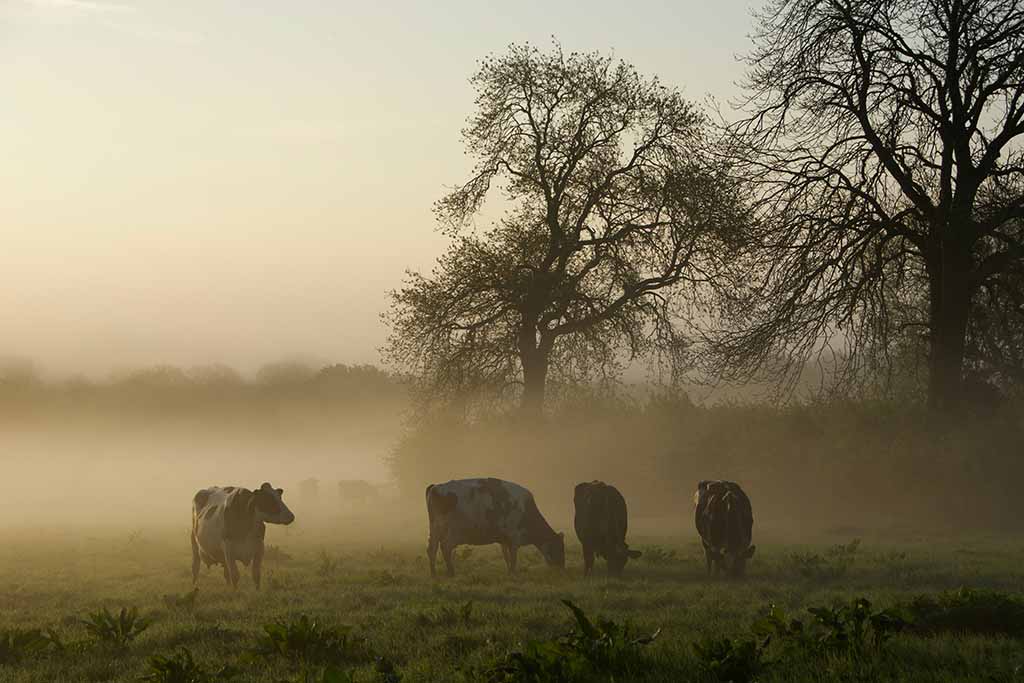 Farm mist