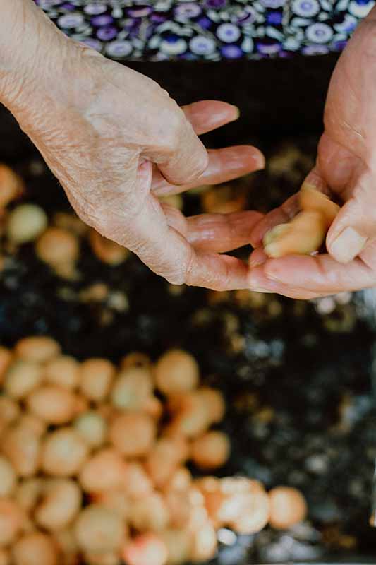 Weathered hands at the farm
