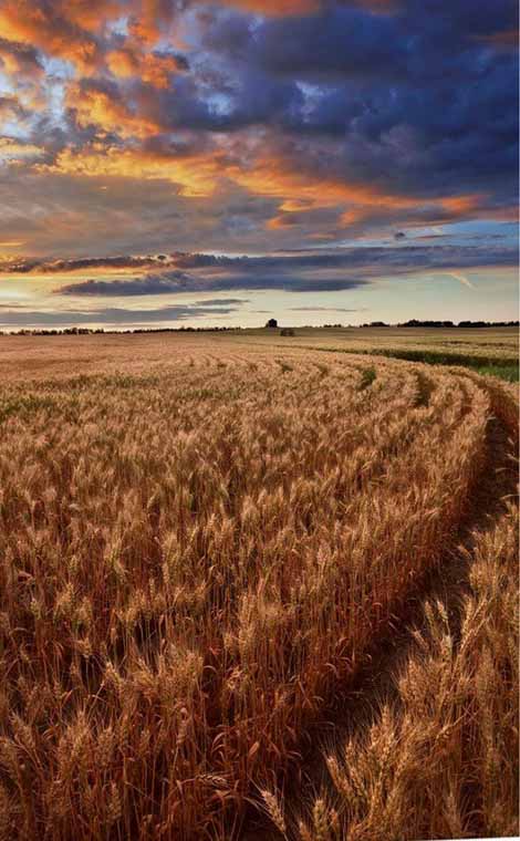 sunrise-over-a-barley-field Sunrise over a barley field